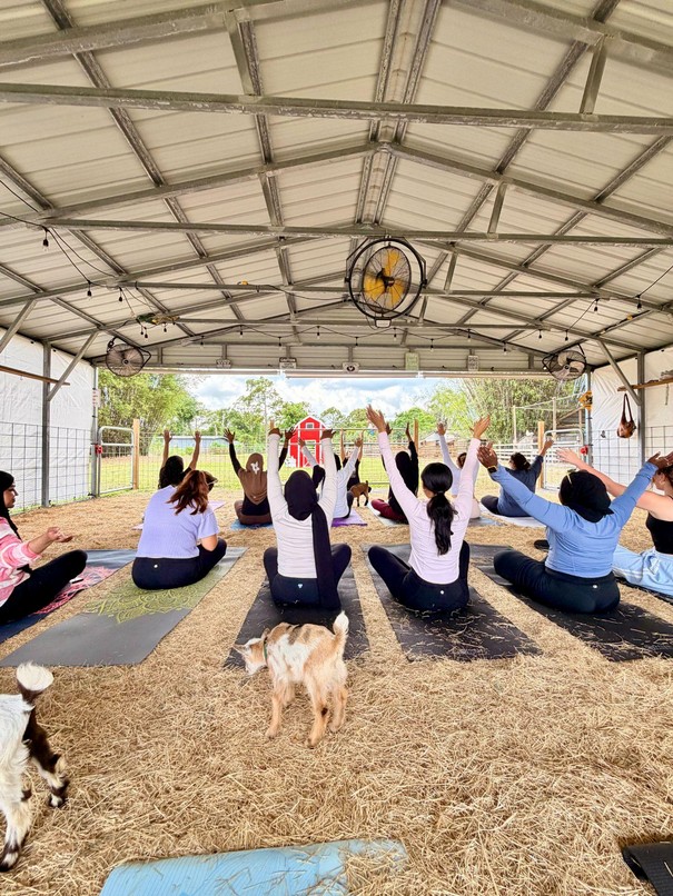 Outdoor goat yoga session hosted by Studio Ivayah